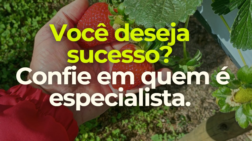 Viticalha — destaque