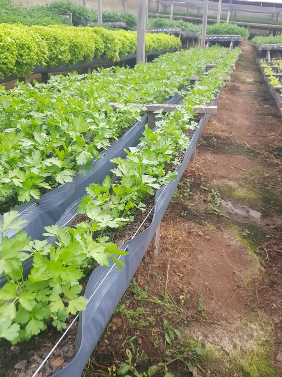 Hortaliças em Viticalha