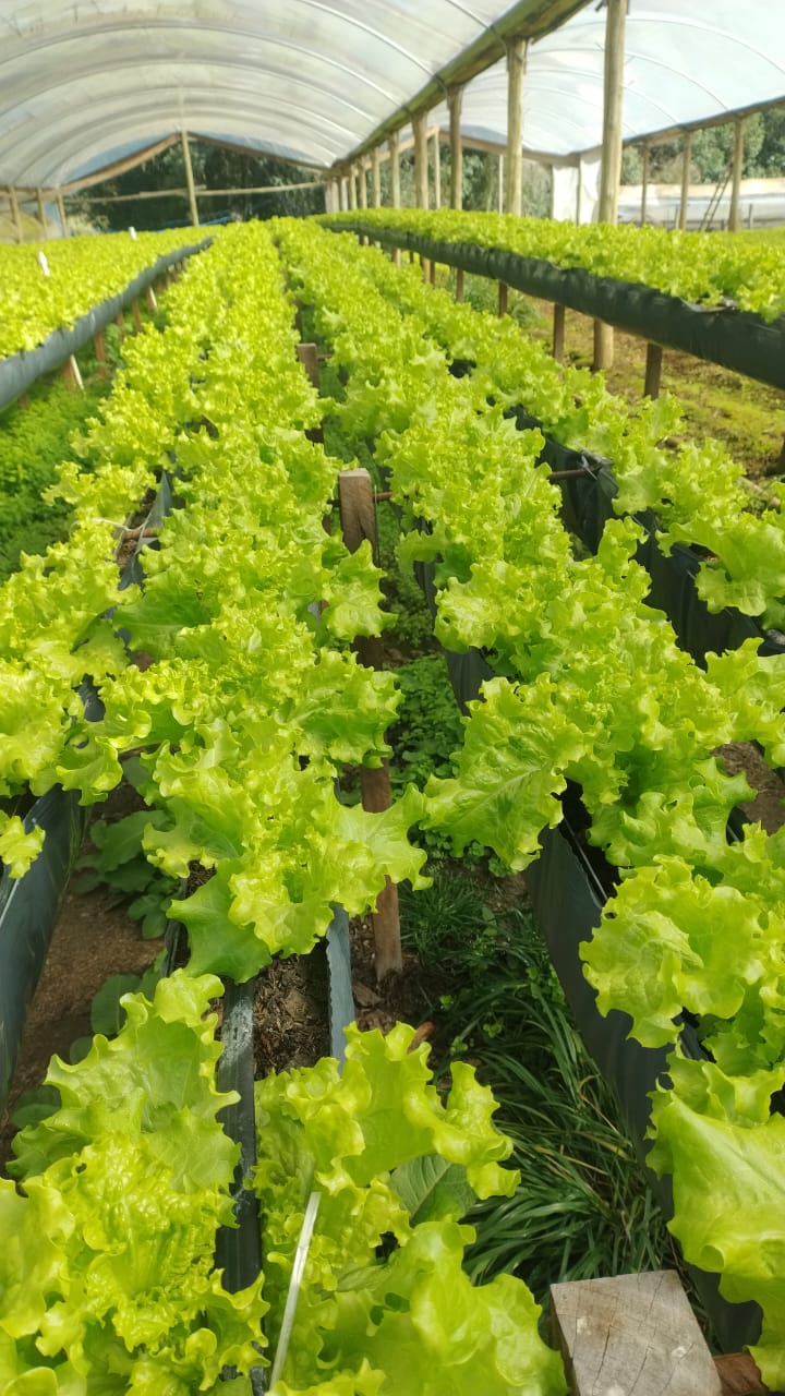 Hortaliças em Viticalha