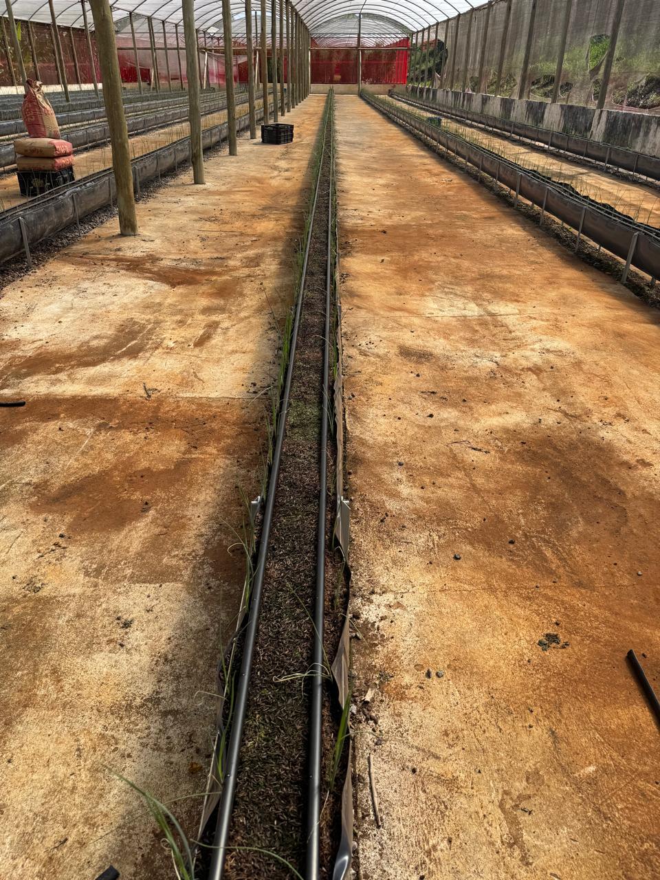 Hortaliças em Viticalha