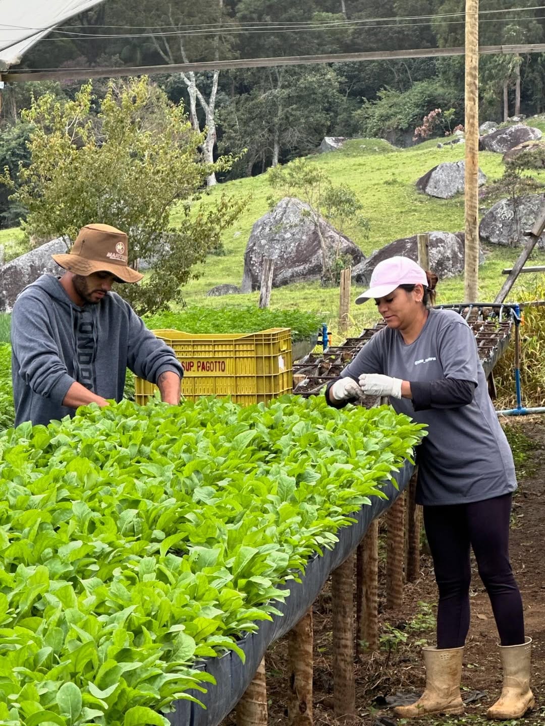 Hortaliças em Viticalha