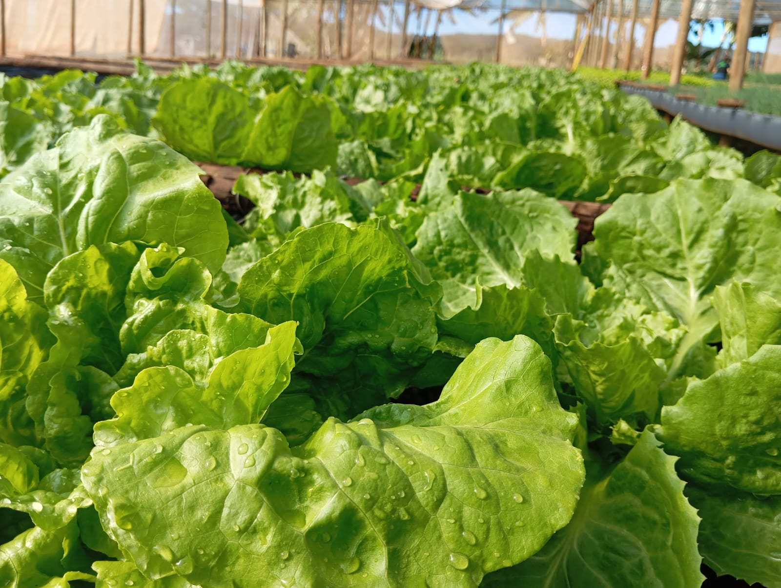 Hortaliças em Viticalha
