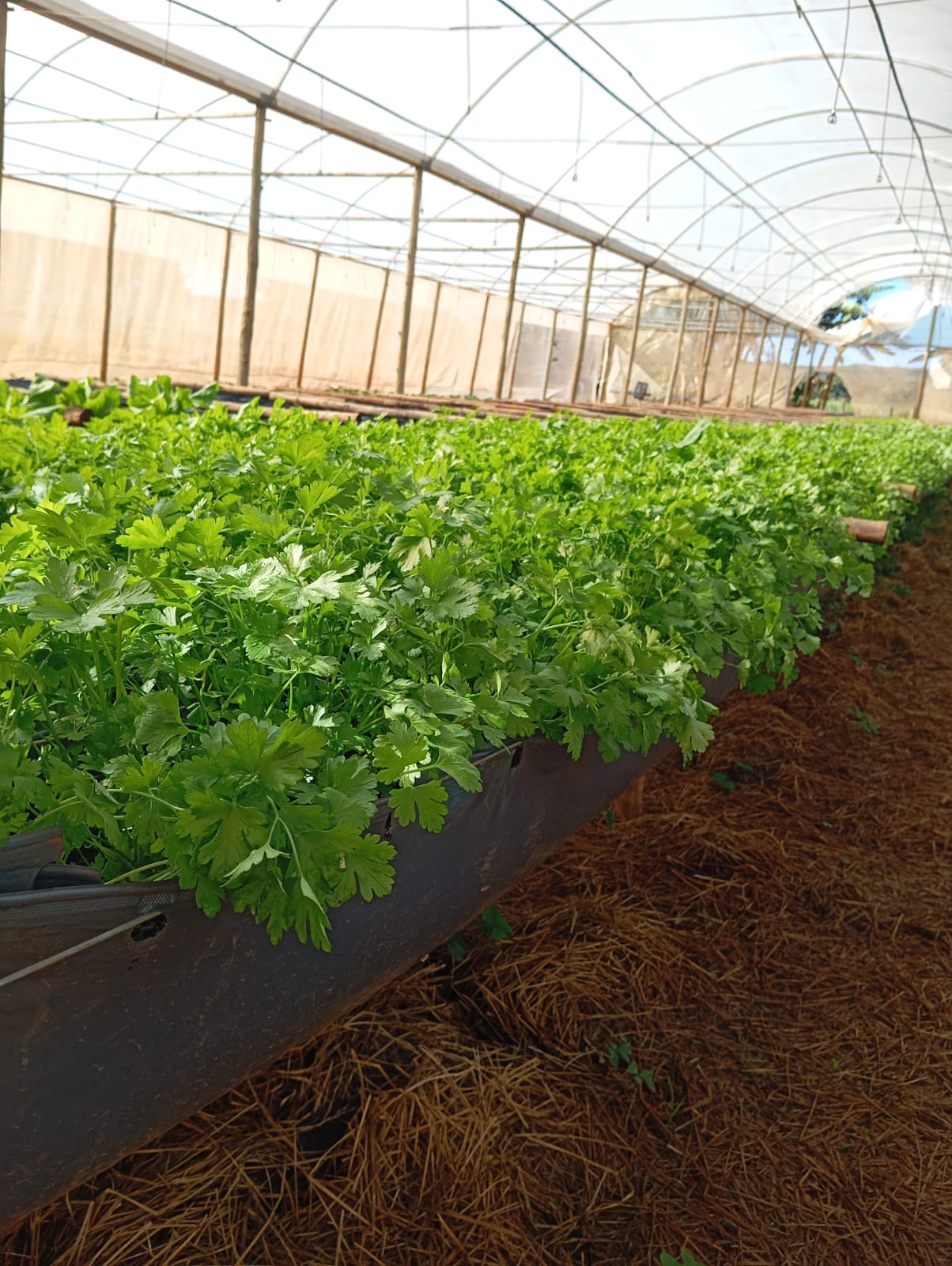 Hortaliças em Viticalha