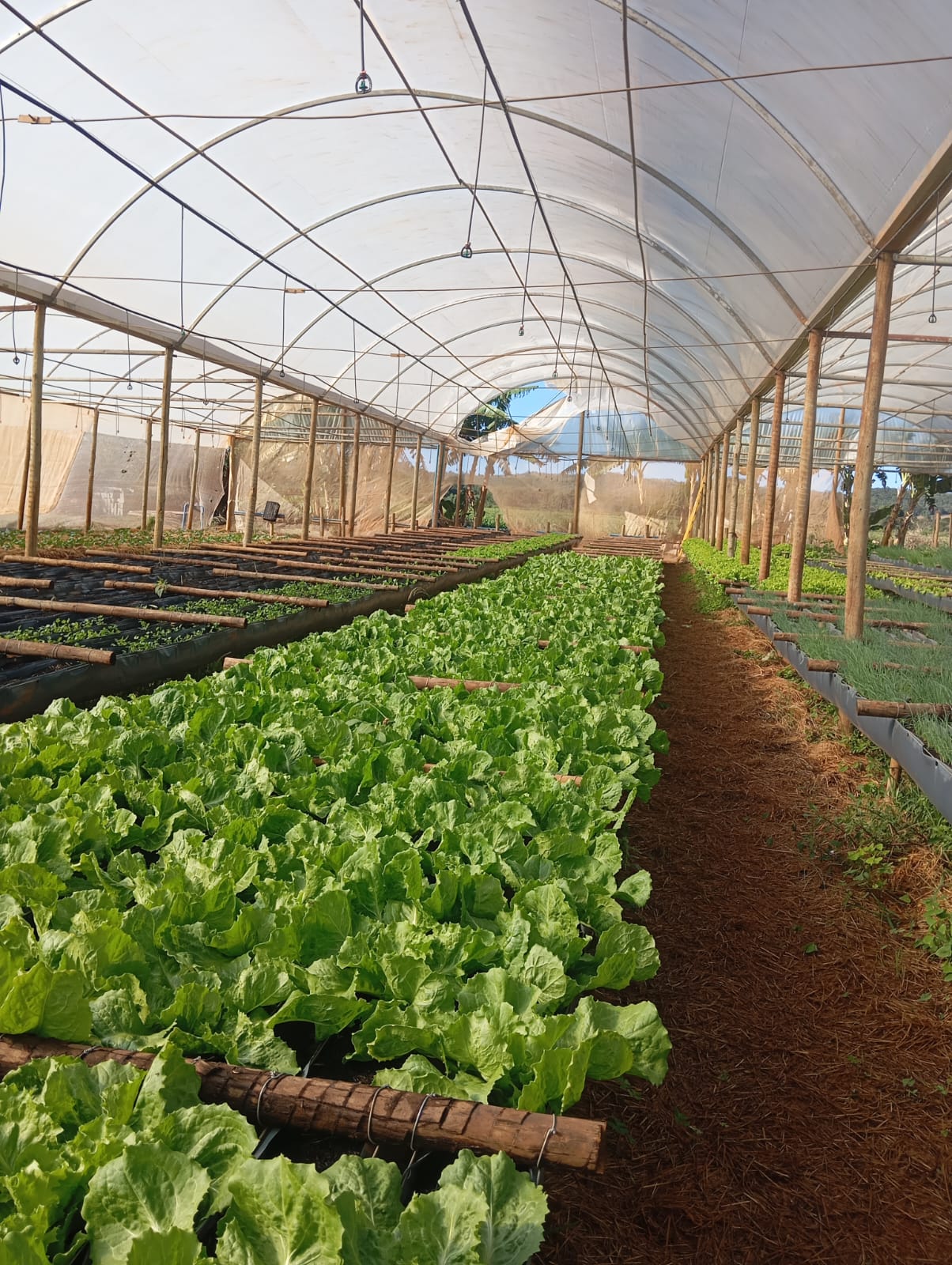 Hortaliças em Viticalha