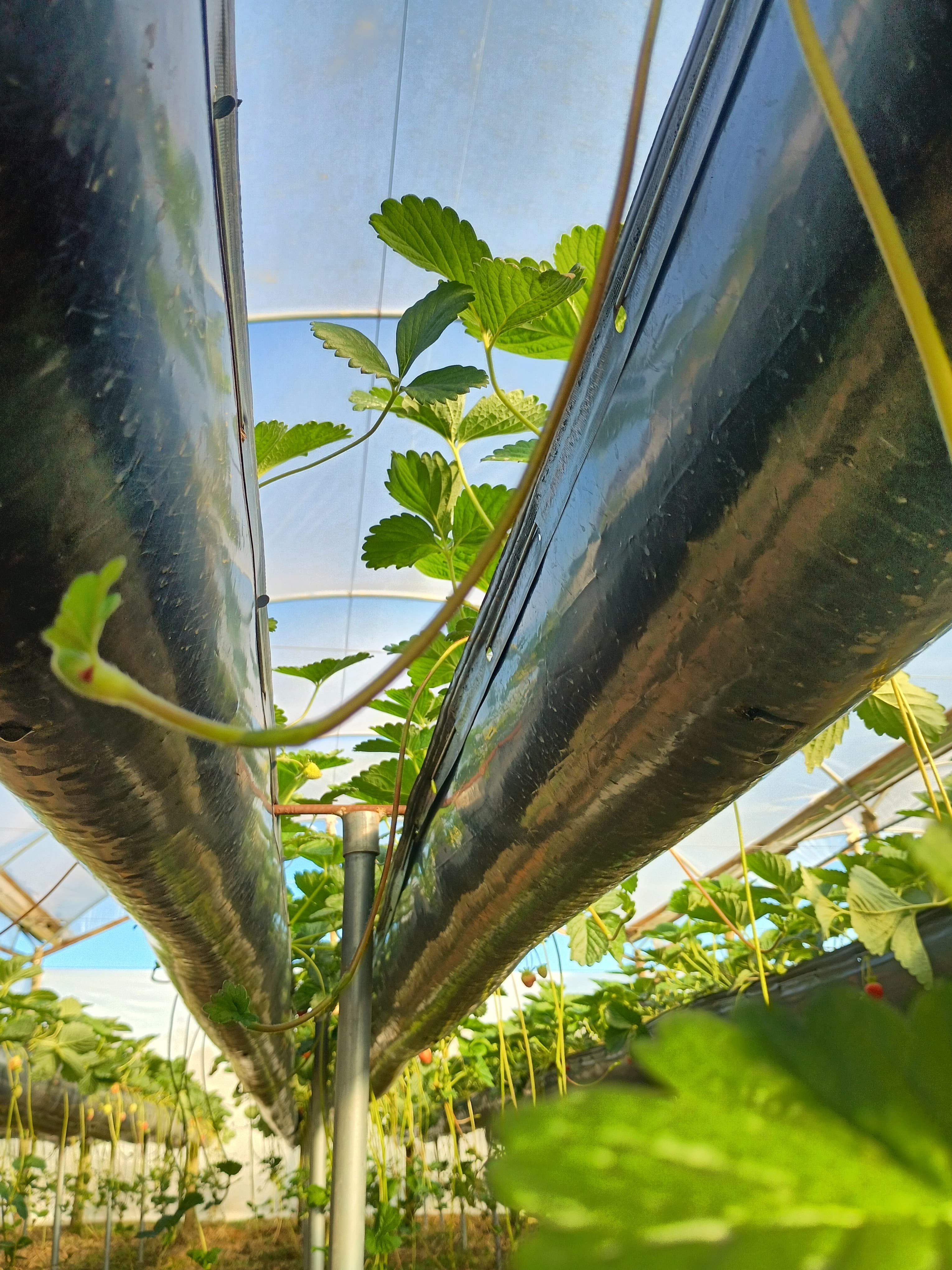 Morango em produção
