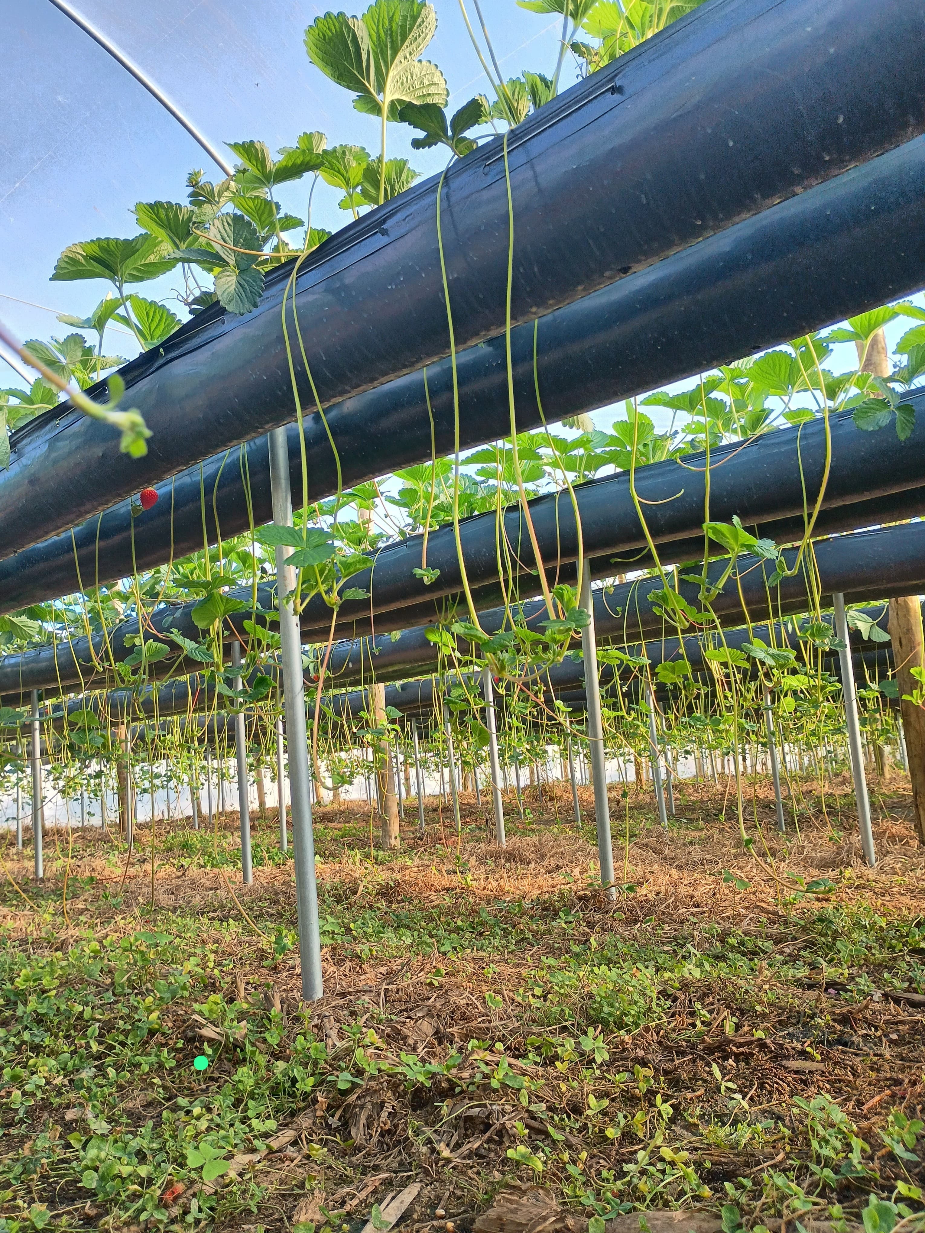 Morango em produção