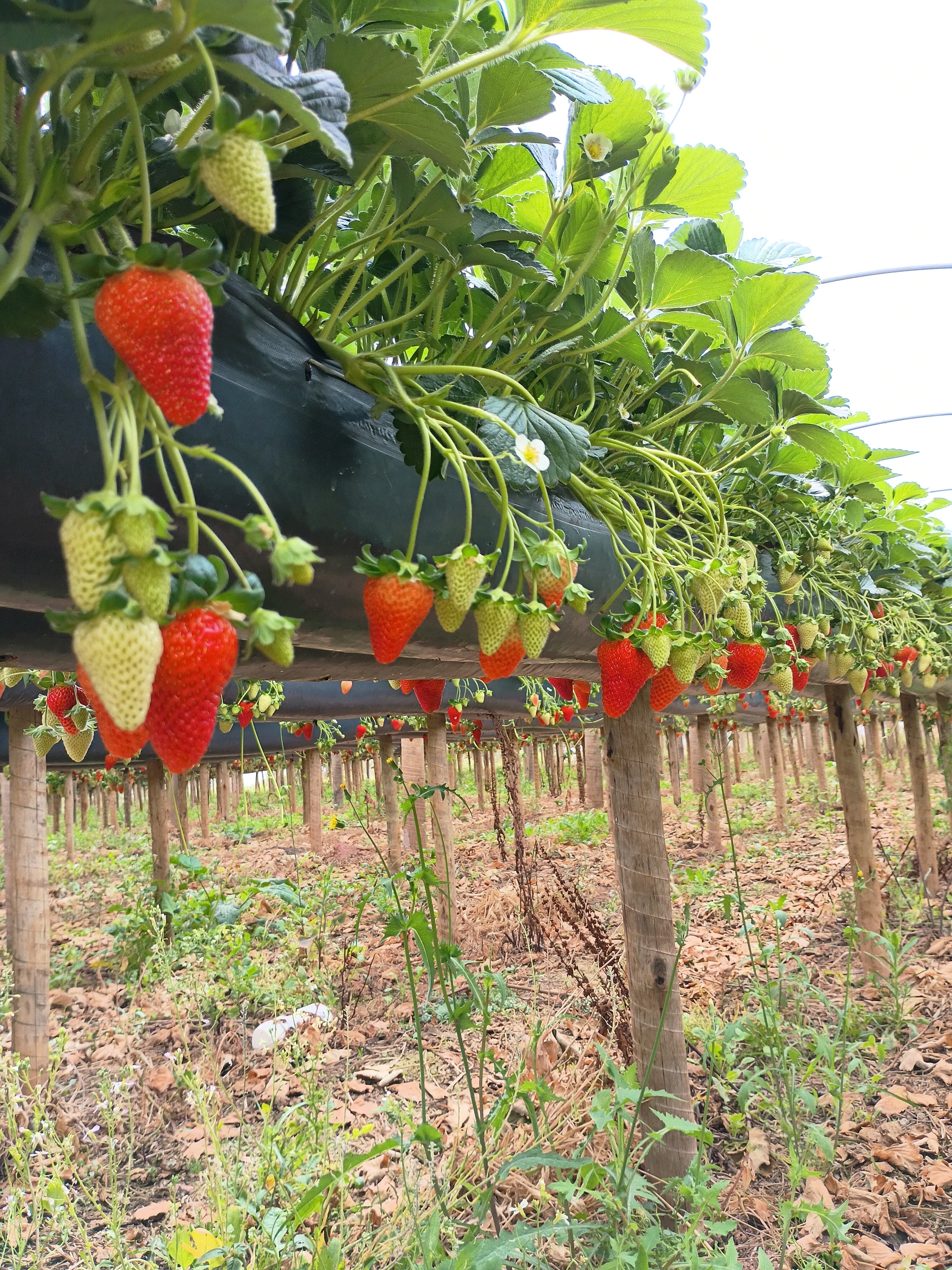 Morango em produção