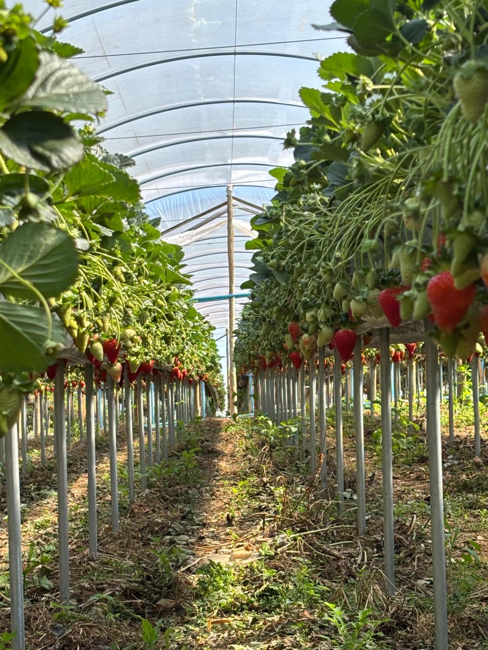 Morango em produção