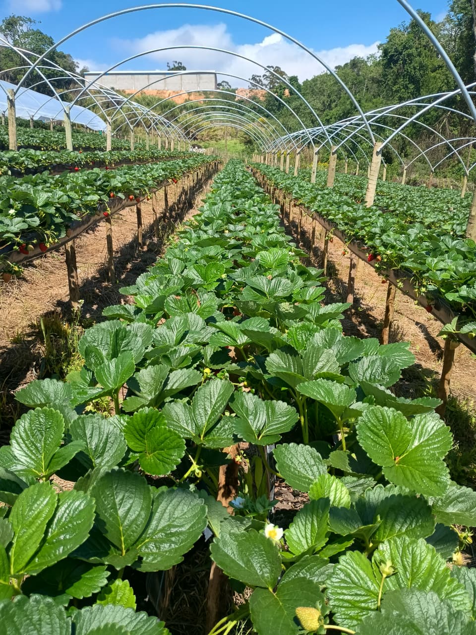 Morango em produção