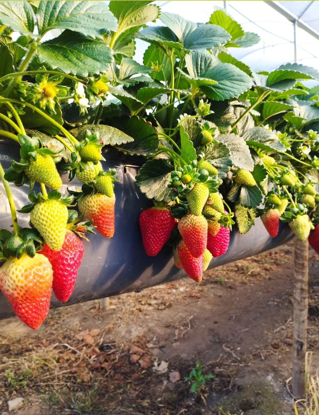 Morango Viticalha