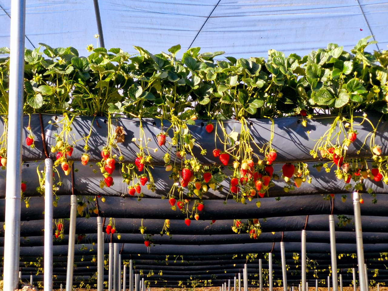 Cultivo de morango em Sistema T