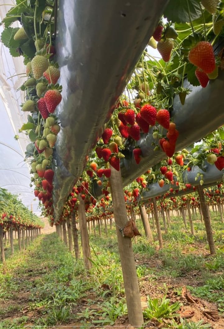 Morango em produção