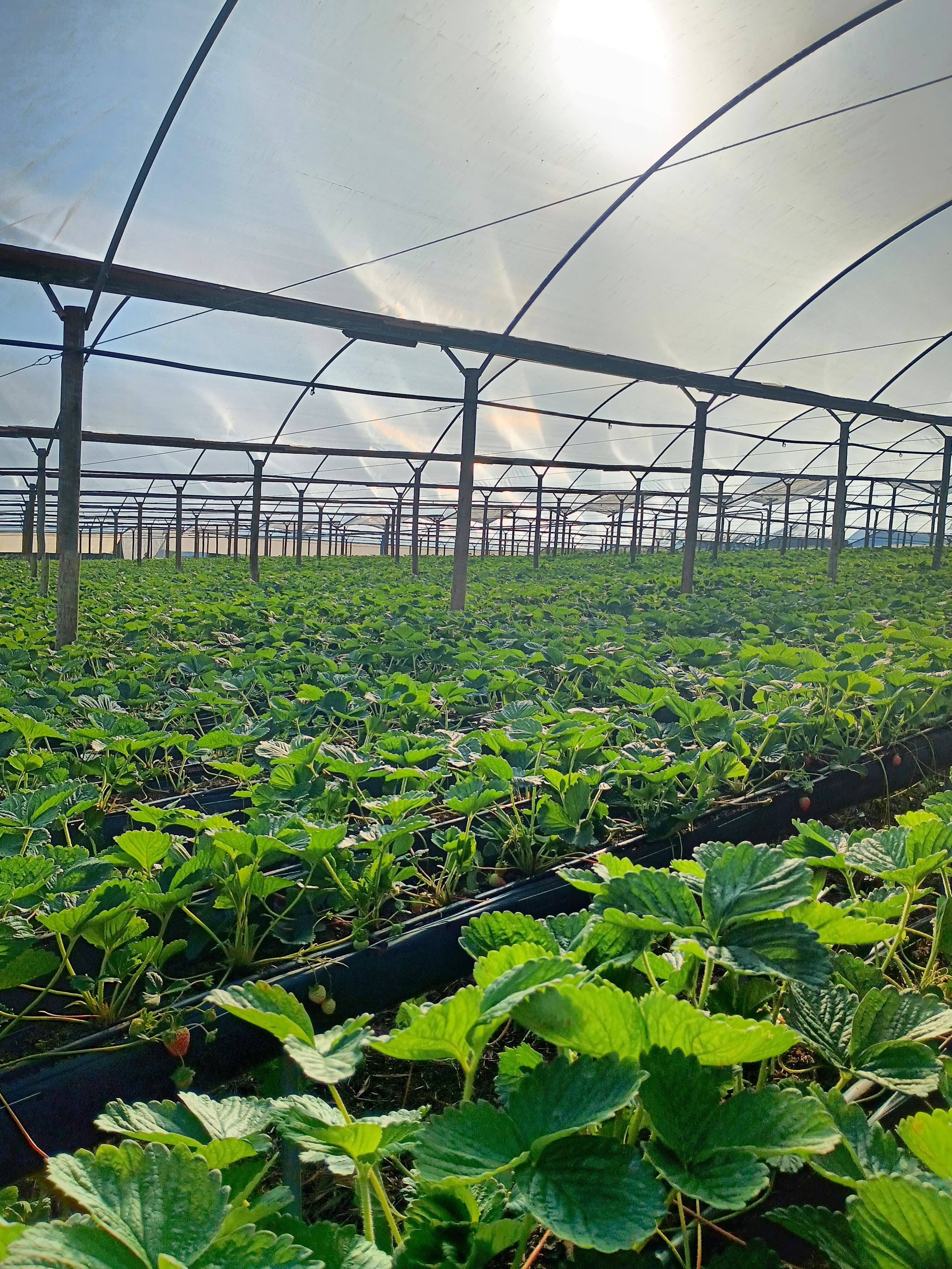 Morango em produção