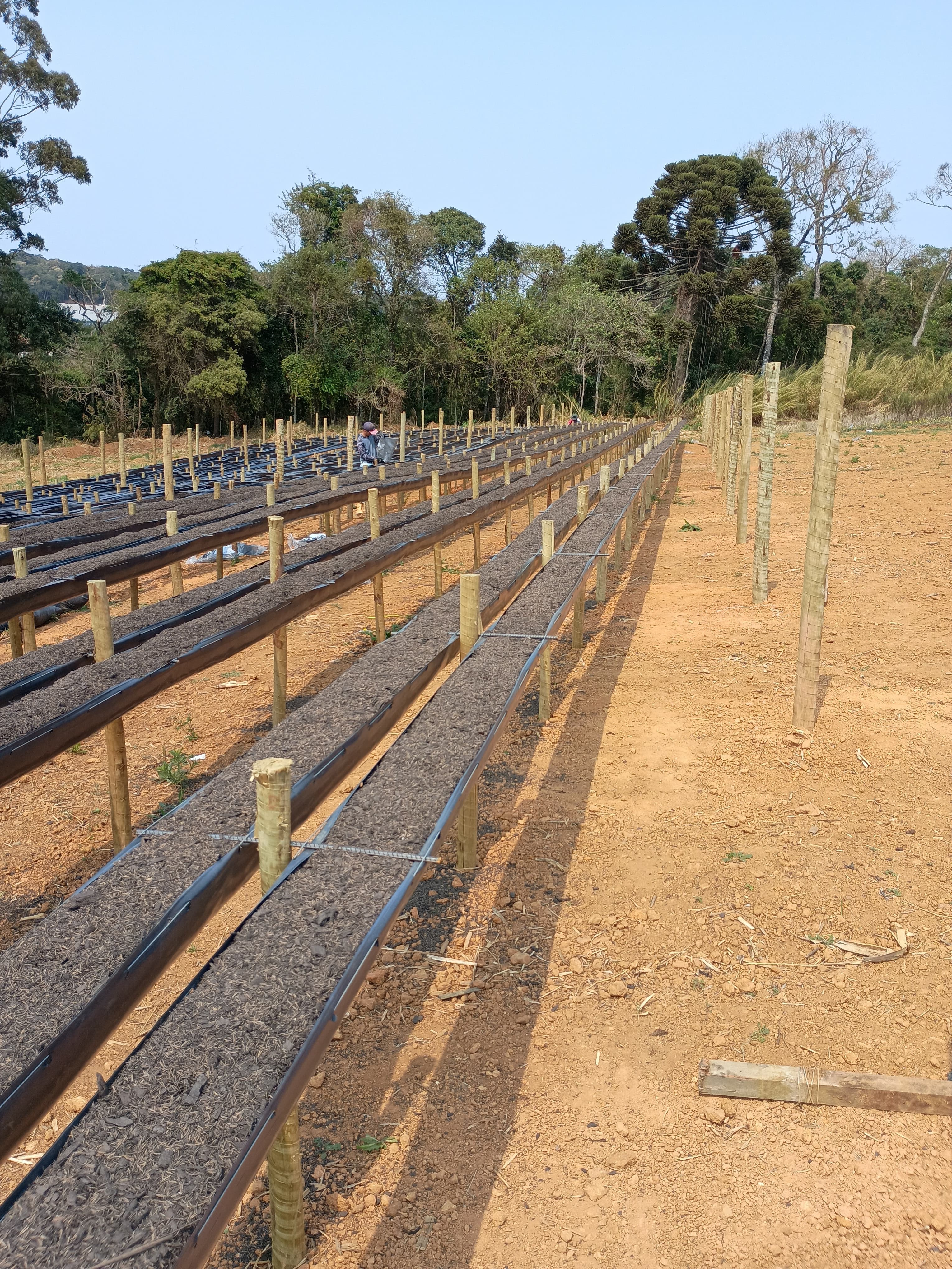 Morango em produção