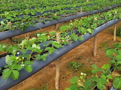 Morango em calhas Viticalha