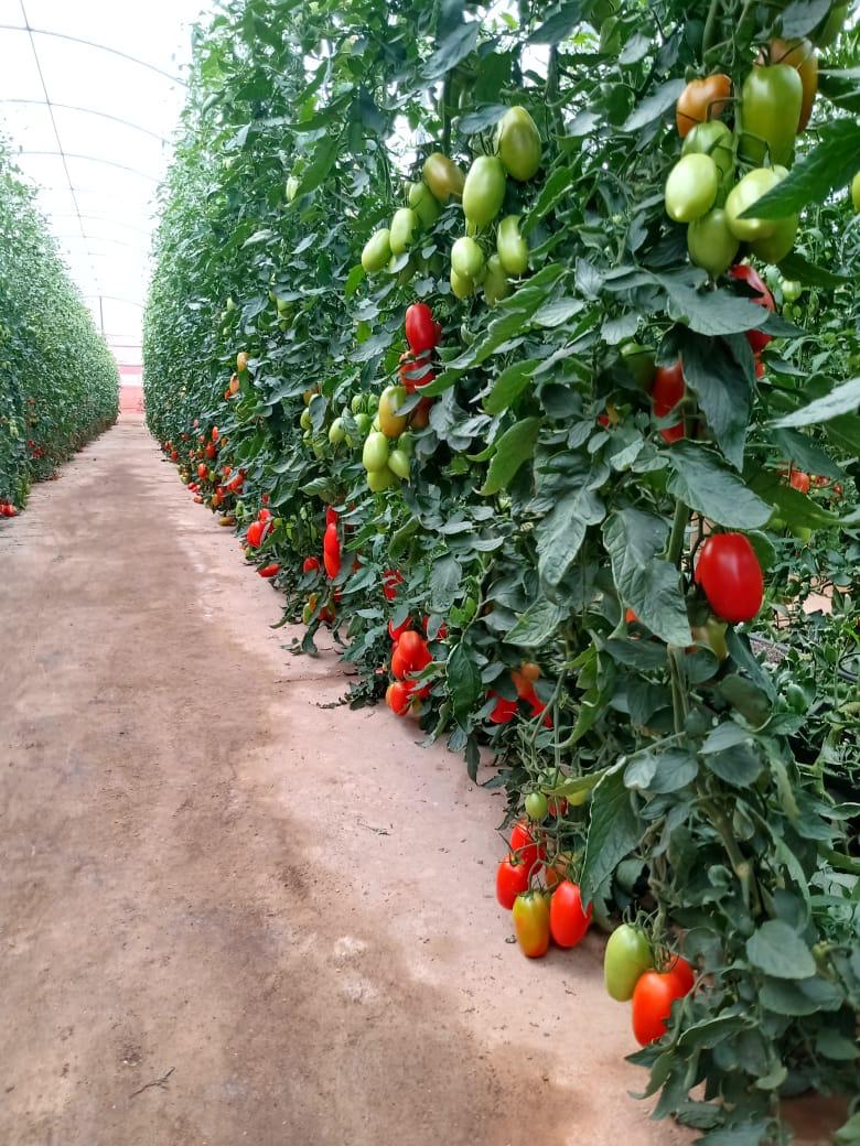 Tomate em Sistema T