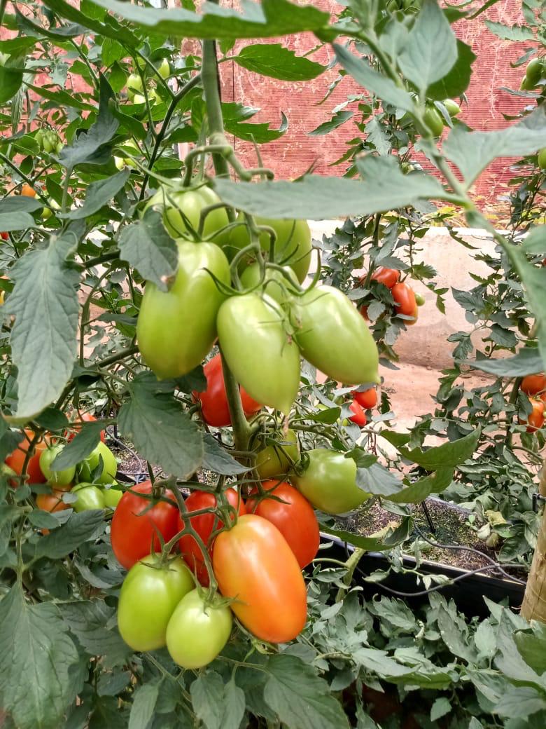 Tomate em Sistema T
