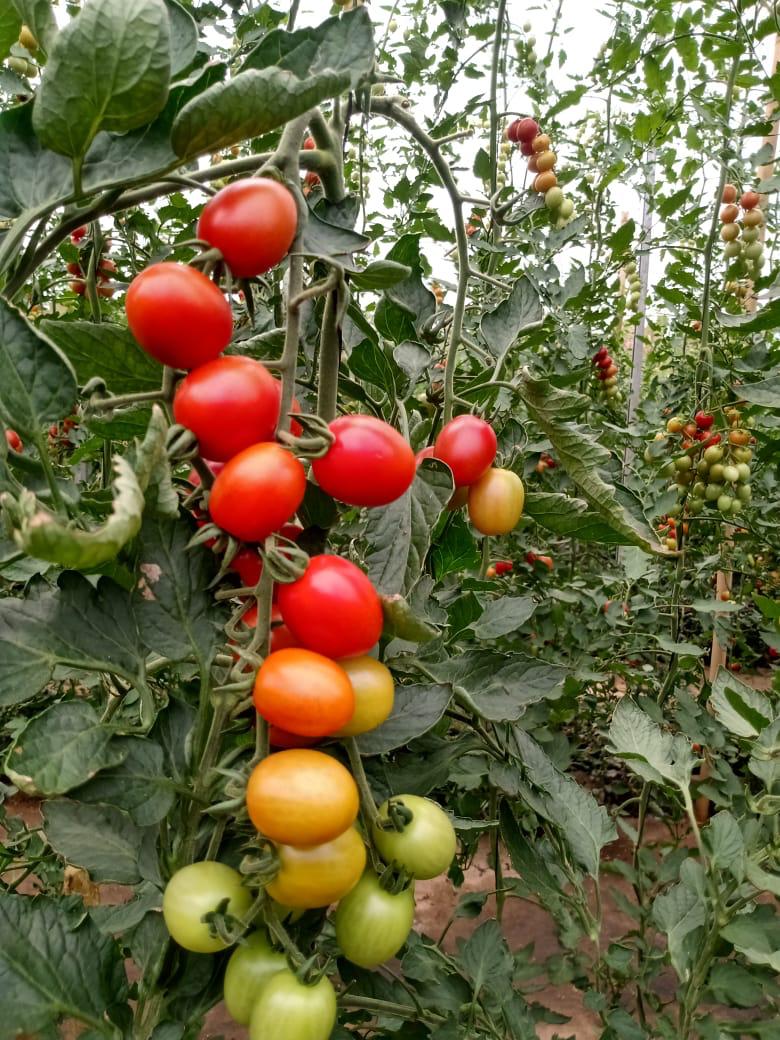 Tomate em Sistema T