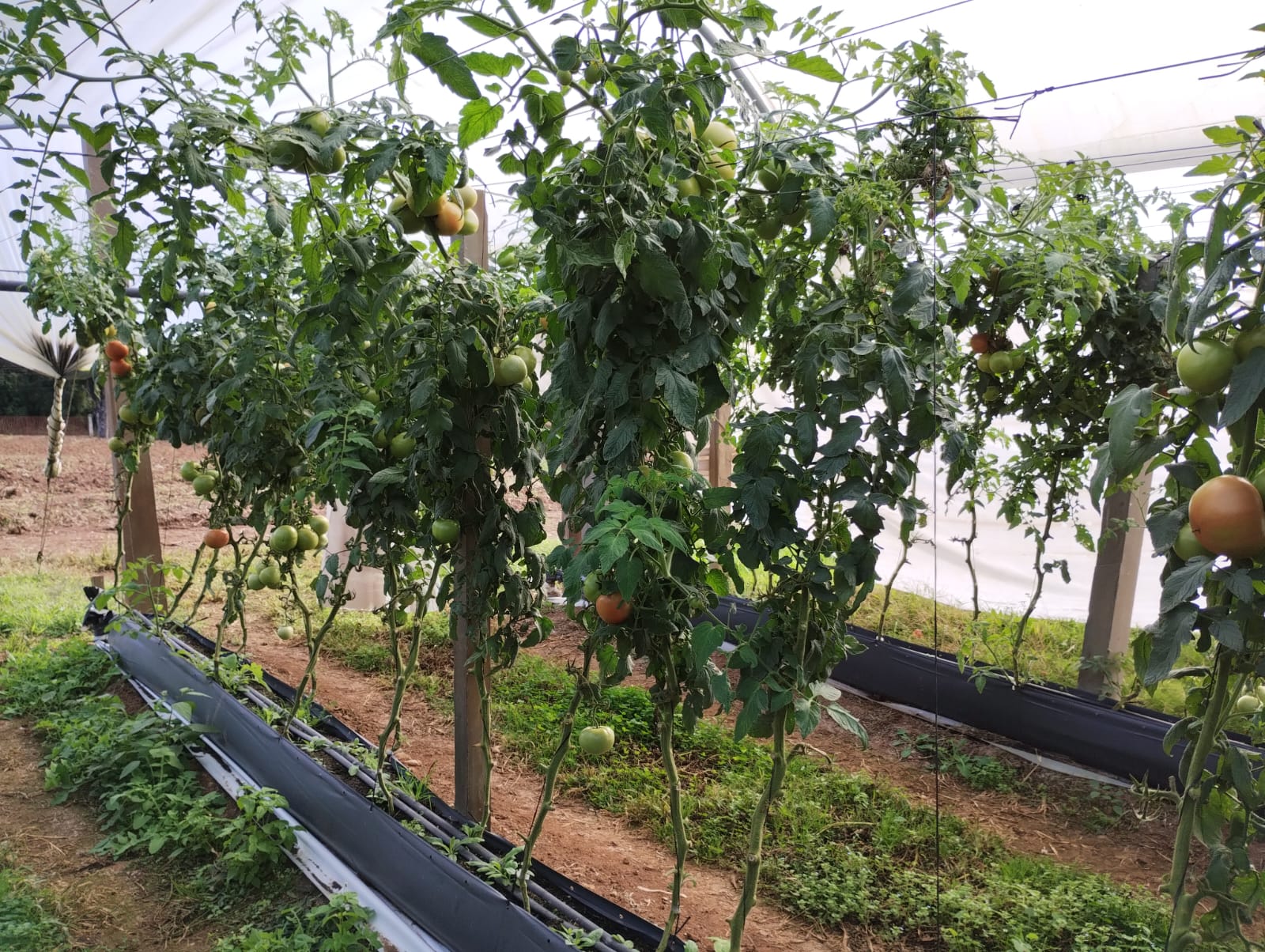 Tomate em Sistema T